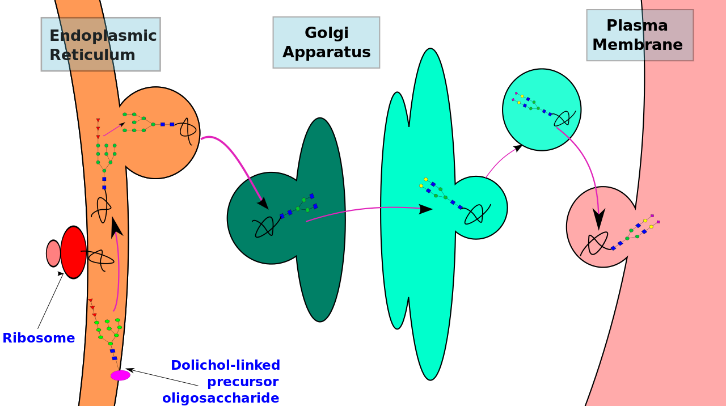 Biosynthesis pathway of N-linked glycoproteins.