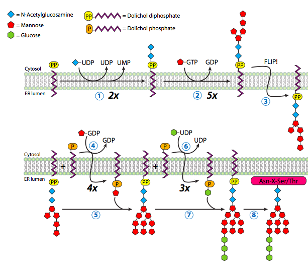 Steps for forming a N-glycosylation “sugar tree” and attaching to a protein.