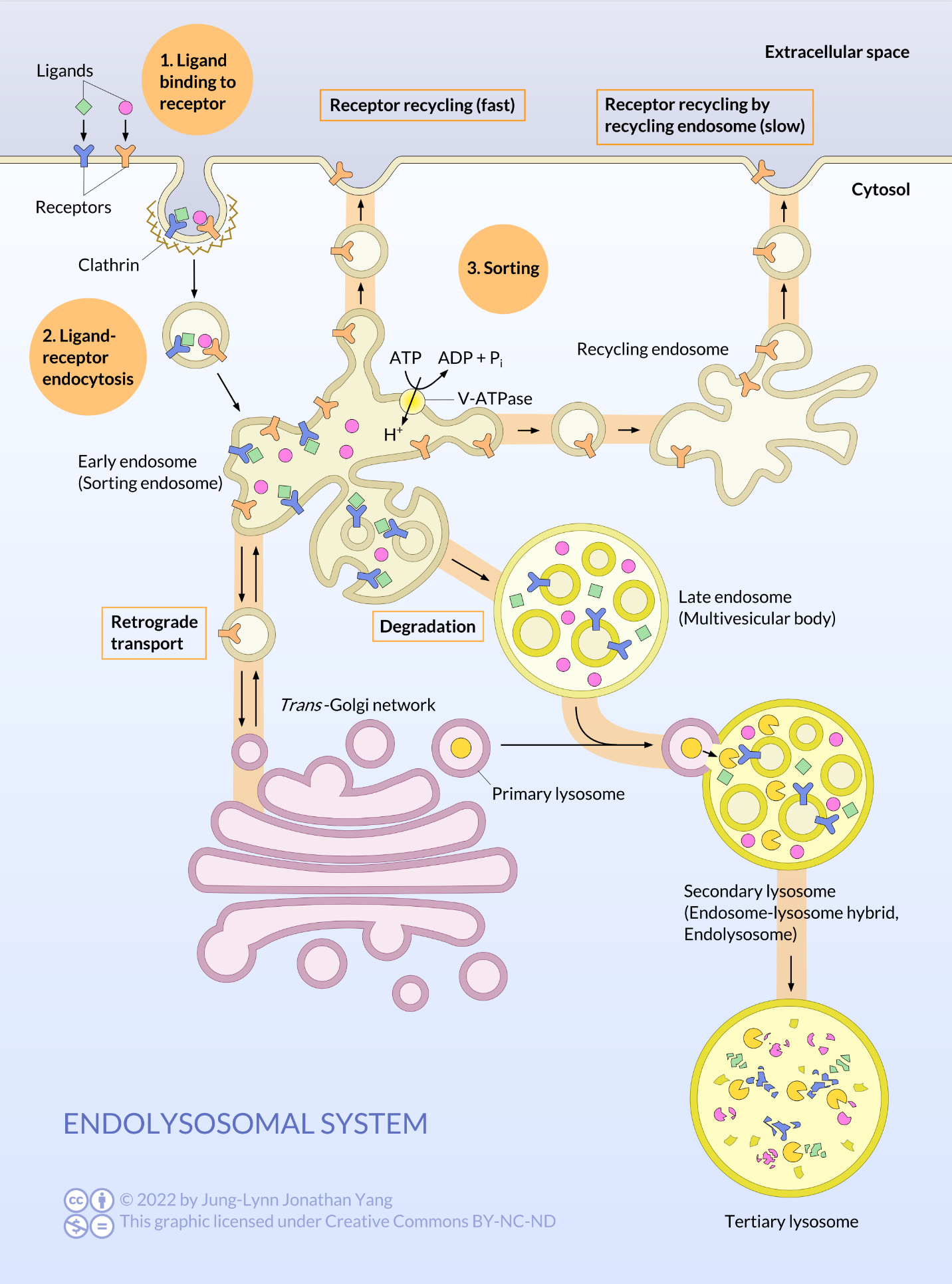 Endolysosomal system overview.