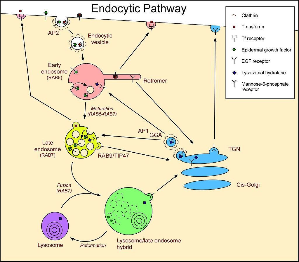 Lysosome manufacturing process.