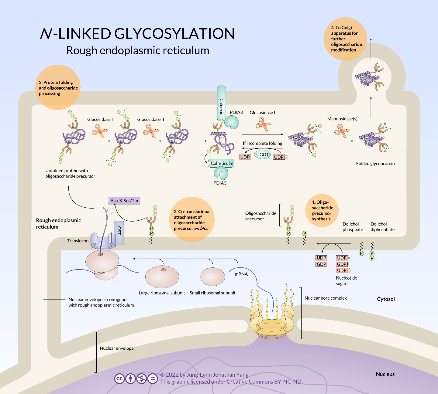 Diagram showing how N-glycosylation is used as a quality control mechanism for protein folding.