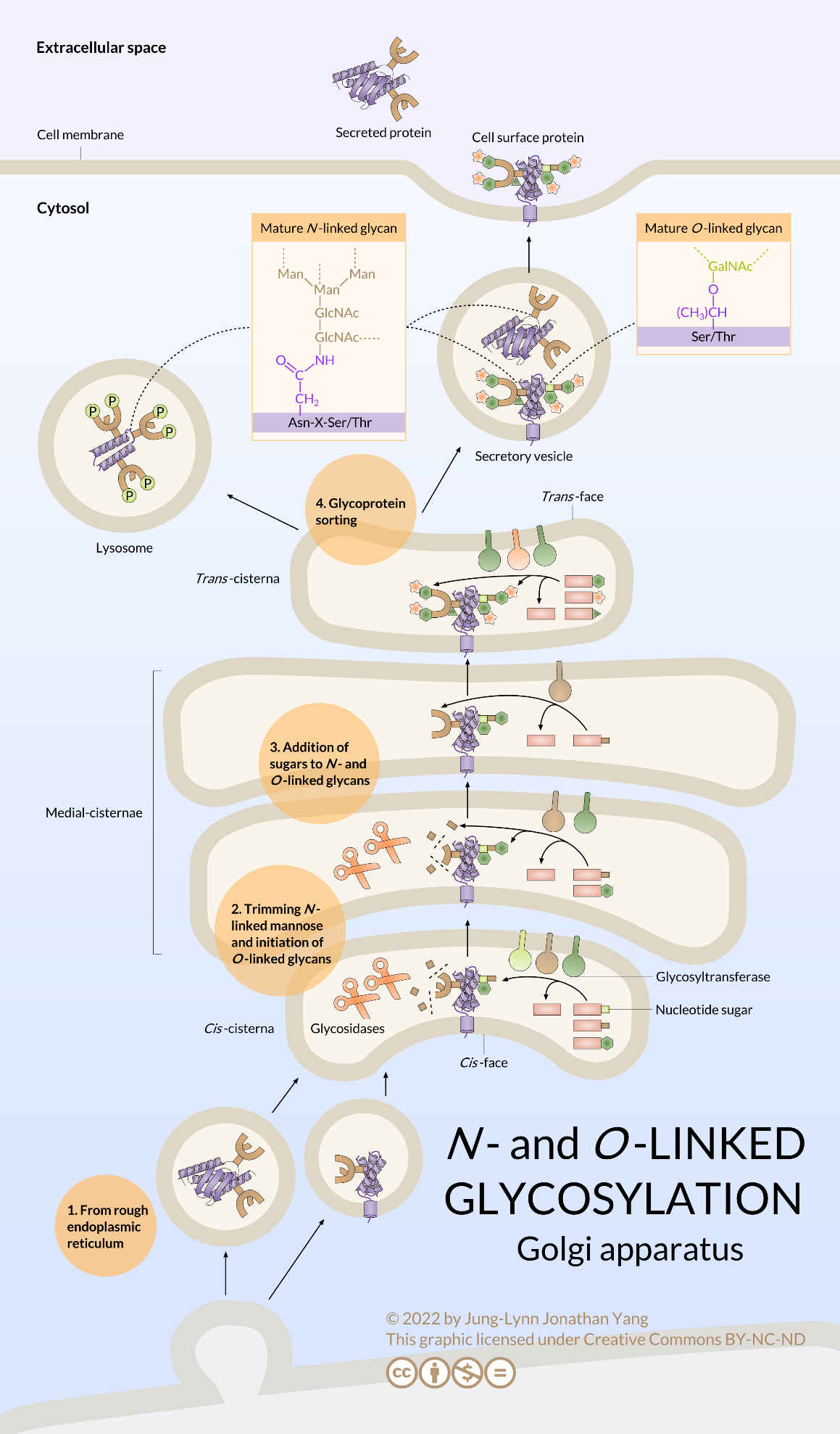 N-linked glycosylation begins in the RER and matures in the Golgi apparatus in a sequential manner.