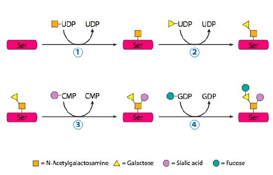 O-linked glycosylation in the Golgi.