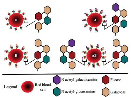 ABO blood type compositions