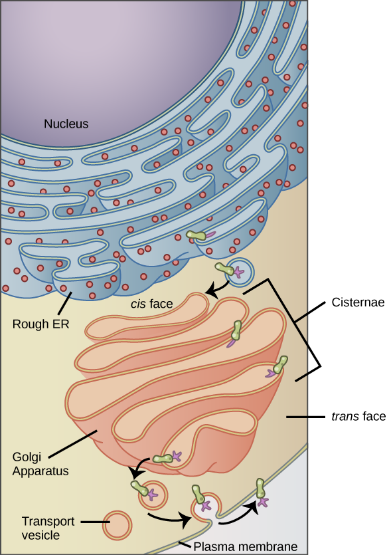 Membrane protein synthesis occurring in the RER.