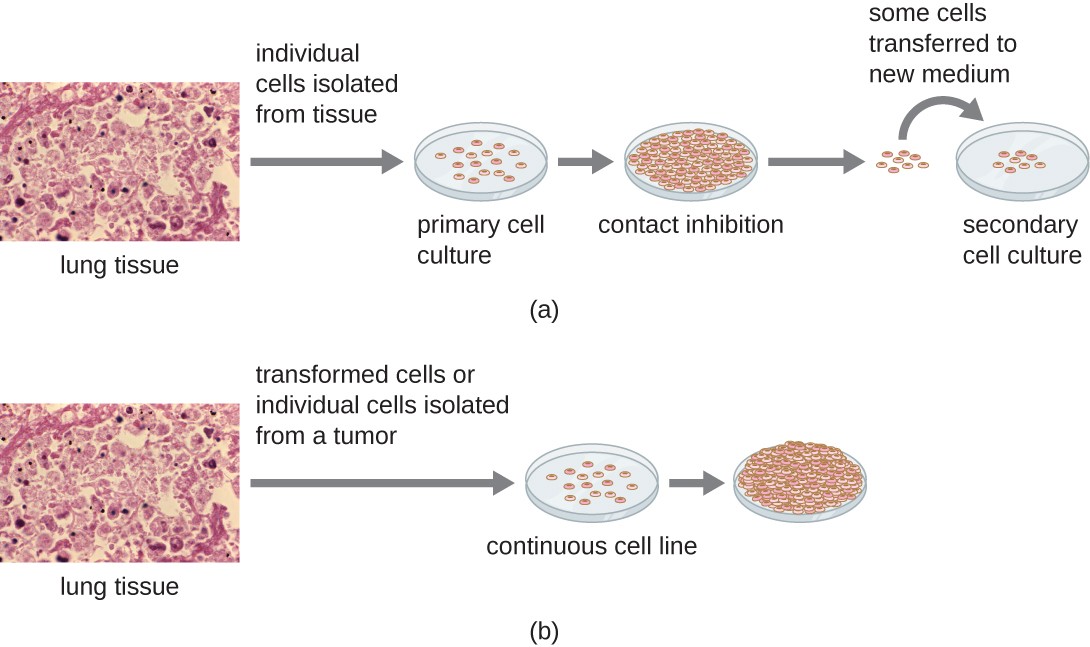 How to prepare primary and continuous cell cultures.