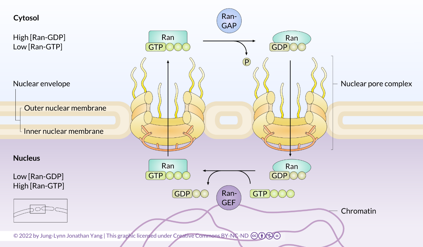 Ran-GTP/Ran-GDP cycle diagram.