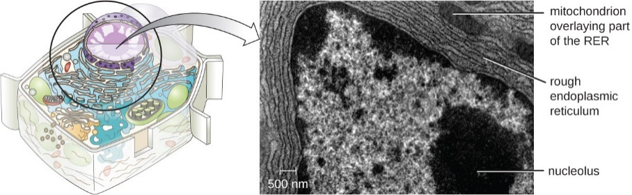 A micrograph showing rough endoplasmic reticulum's rough appearance.