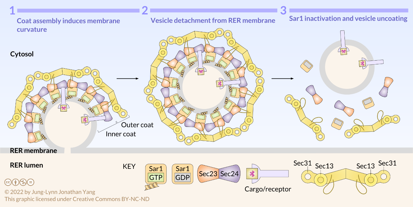 COPII-coated vesicle formation.