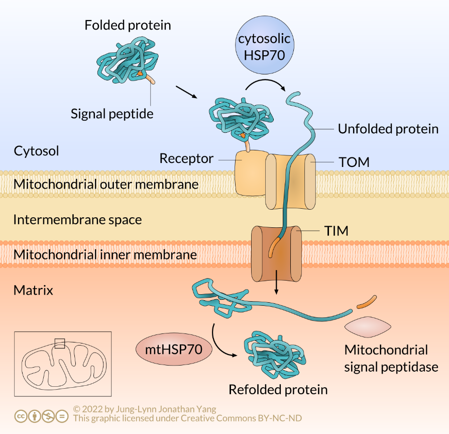 Posttranslational import of proteins into the mitochondrion.