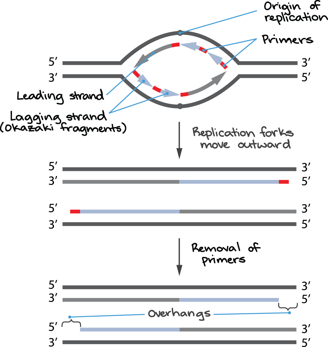 Telomere shortening diagram.