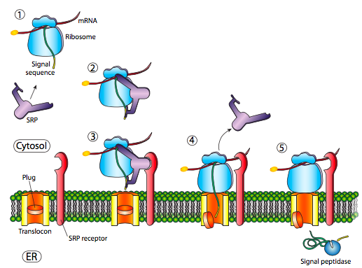 Cotranslational import of soluble proteins.