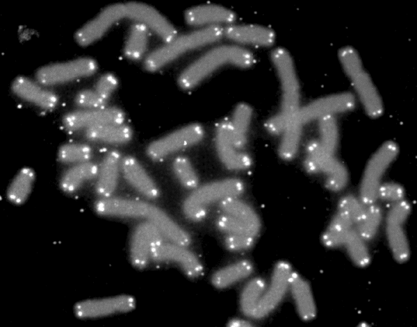 Telomere caps under a microscope.