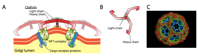 Clathrin structure and components.