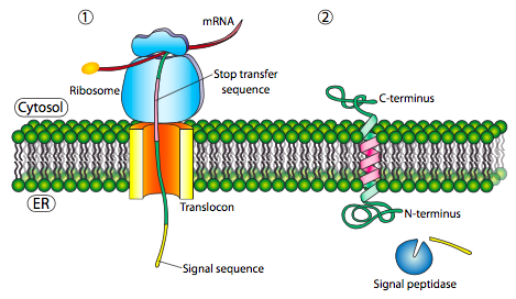 Single-pass Type I transmembrane protein insertion.