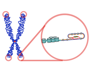 Diagram showing telomeric DNA folding back on itself to form a loop.