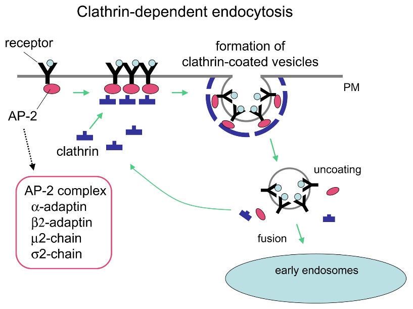 Clathrin-mediated endocytosis of receptors.