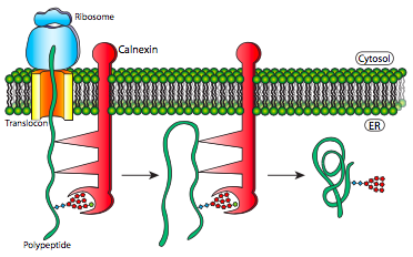 Calnexin prevents premature protein folding.