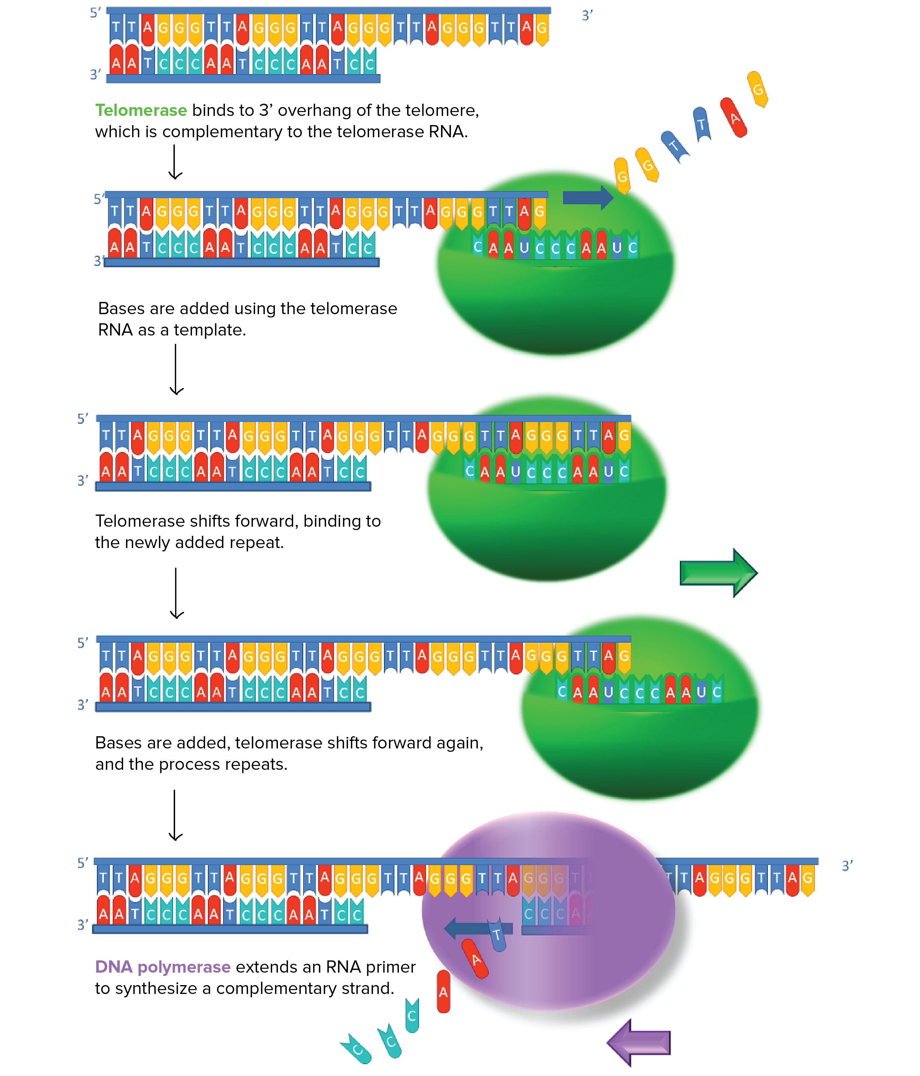 Diagram showing how telomerase extends DNA telomeric sequences