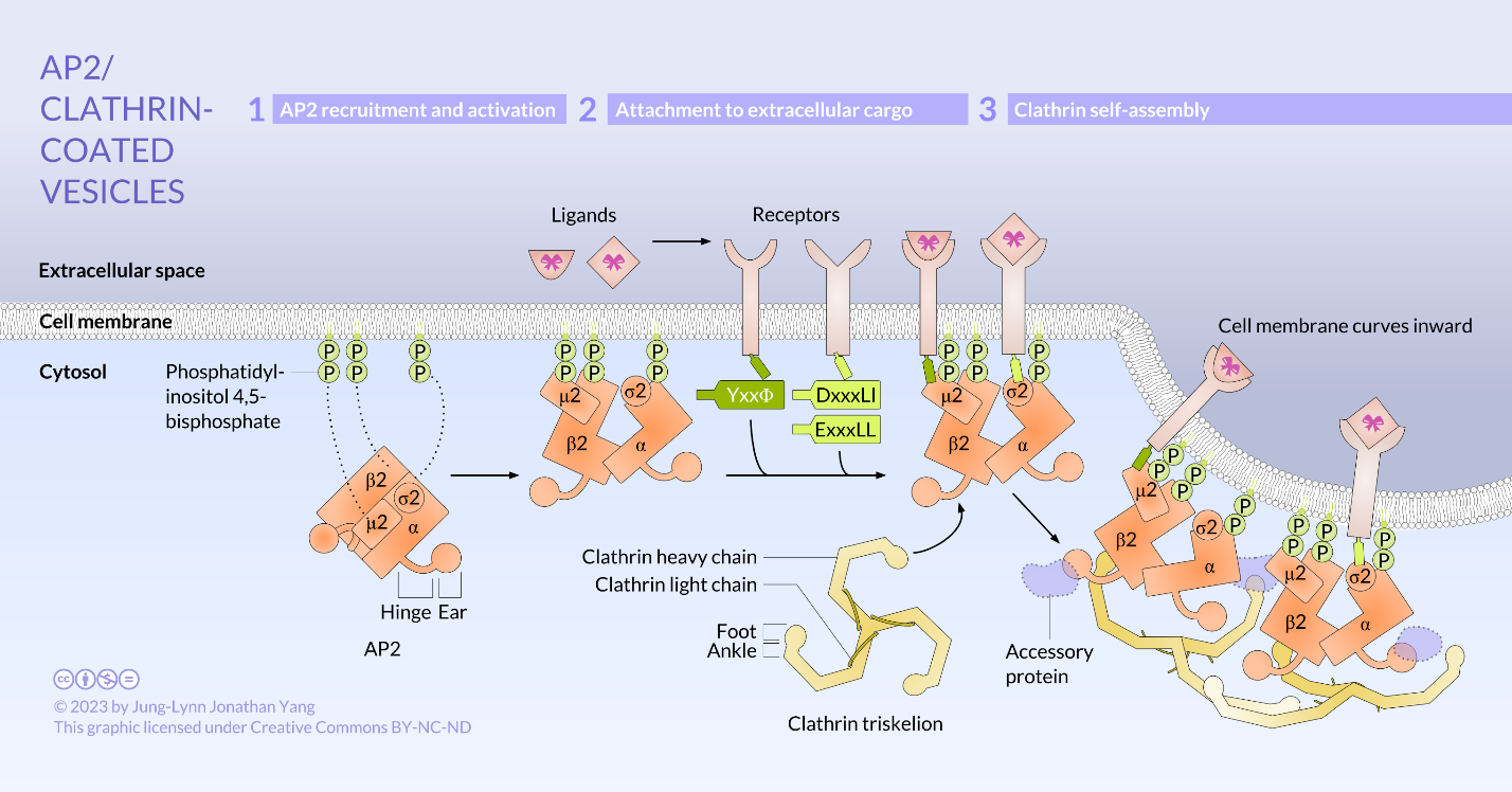 AP2/Clathrin-coated vesicle formation.