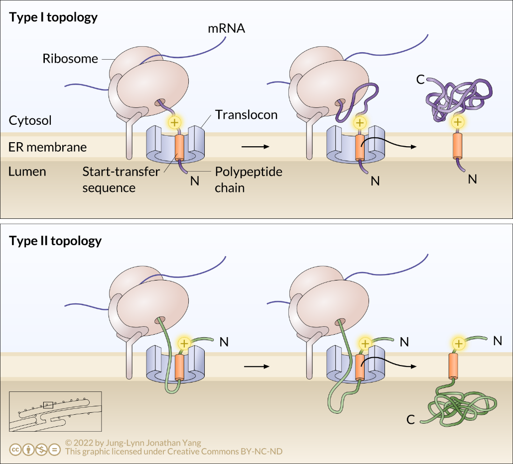 Integrating a Type II single-pass transmembrane protein with only an internal start-transfer sequence into the ER membrane.