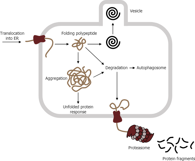 RER's protein unfolding response.