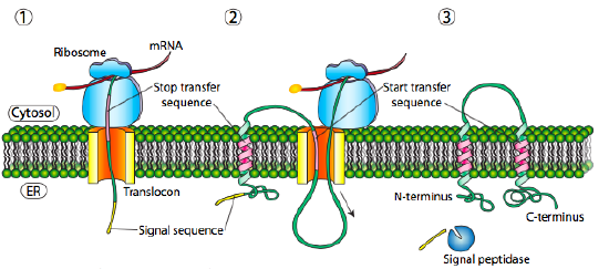 Inserting a double-pass transmembrane protein.