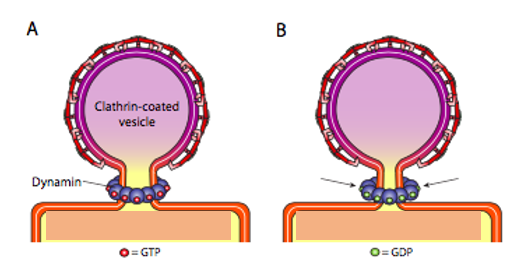 Releasing clathrin-coated vesicle via dynamin monomers.