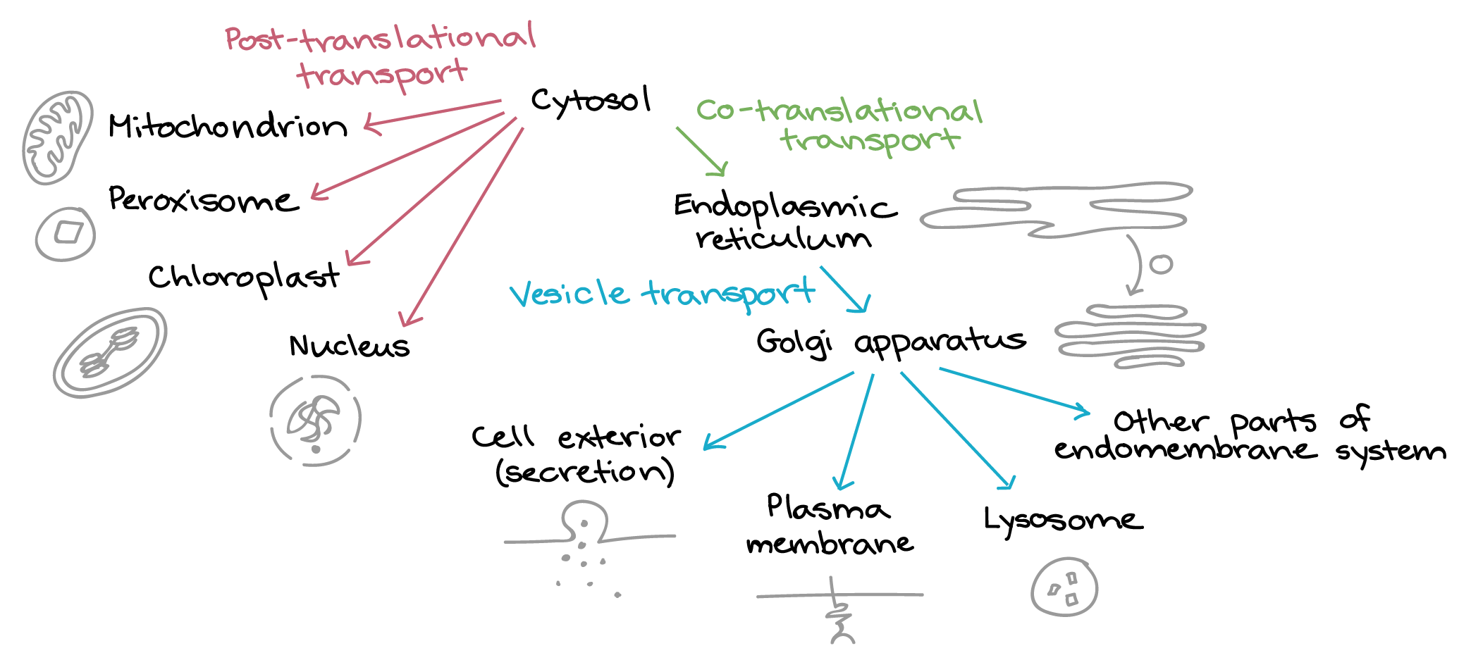 Tree diagram showing how proteins are directed to different parts of the cell.