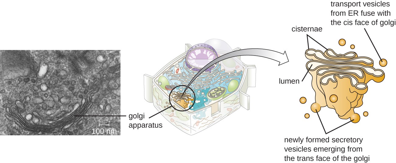 Golgi apparatus shown in a micrograph and a diagram.