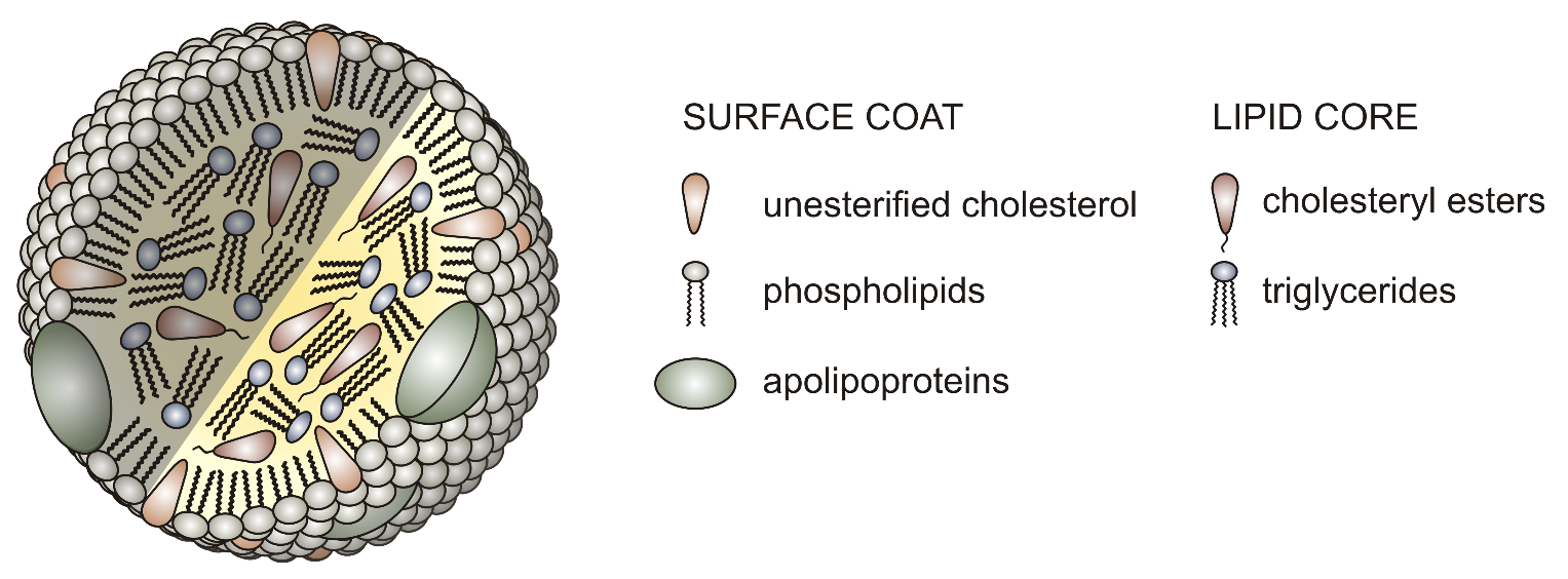 Lipoprotein structure.