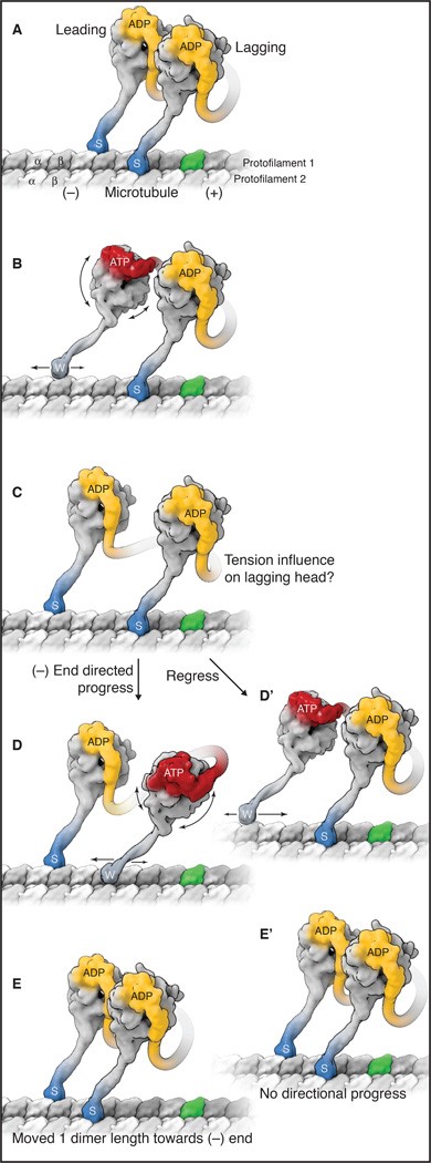 Dynein stepping along a microtubule.