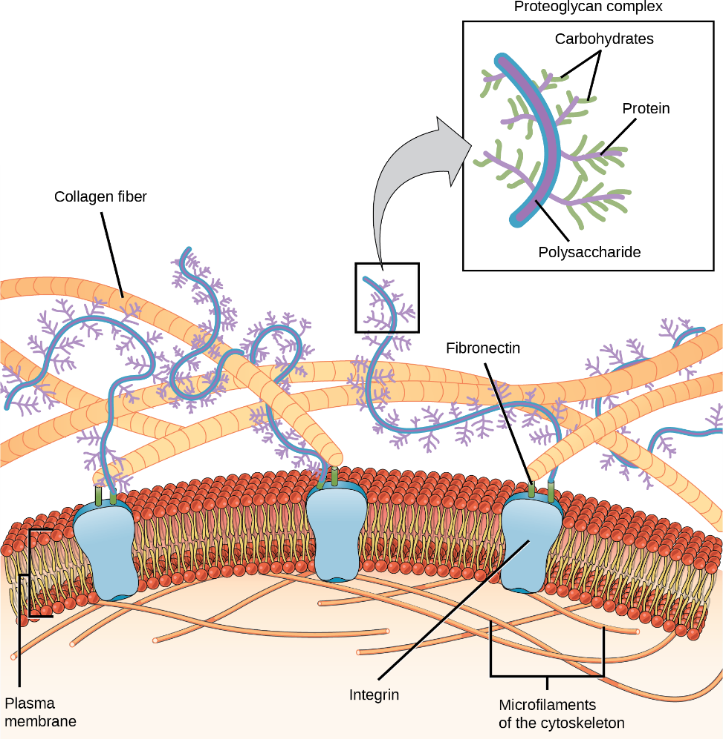 The extracellular matrix.