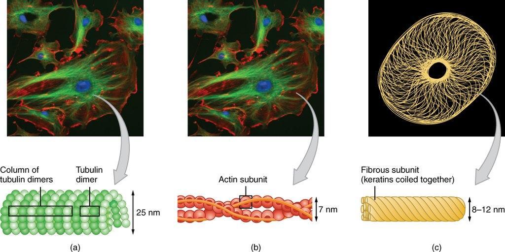 Three types of cytoskeletal filaments.