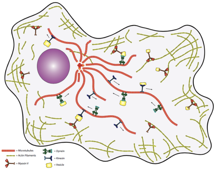 Kinesin and dyenin transport vesicles via microtubules. Myosin V transports vesicles via actin filaments.