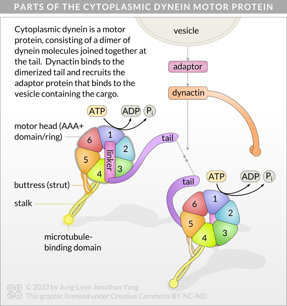 Parts of the cytoplasmic dynein motor protein.