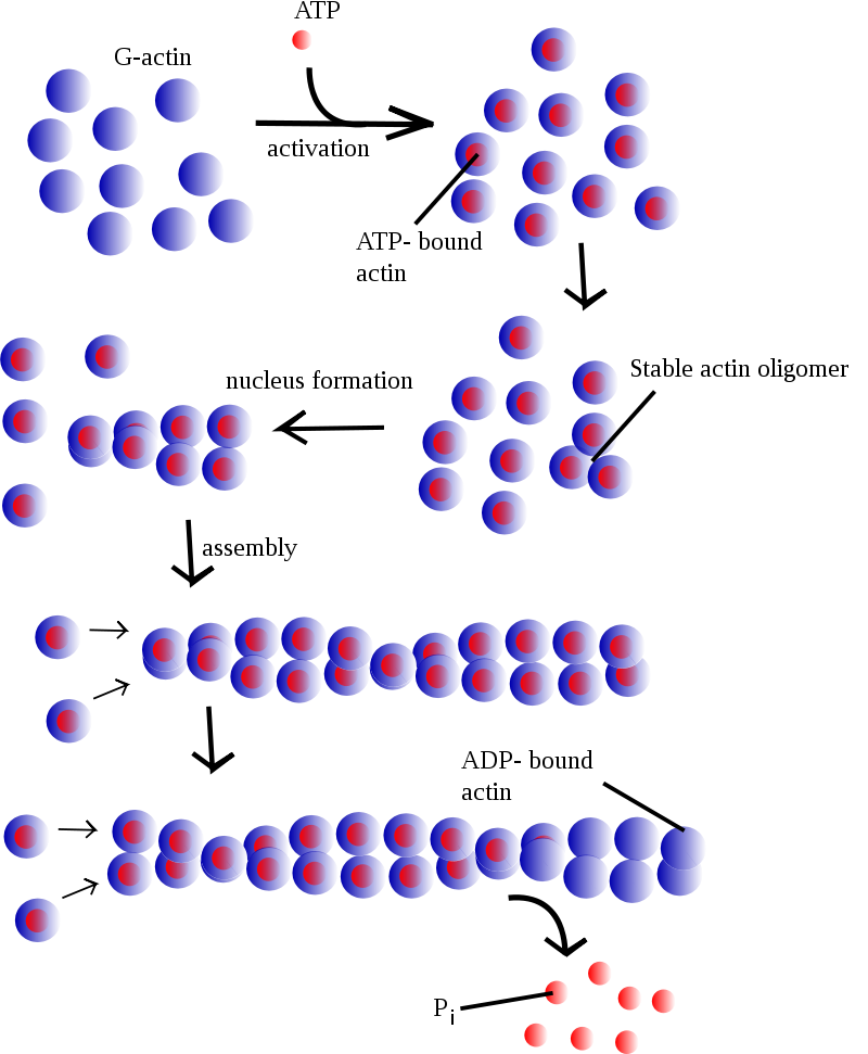 Polymerization mechanism for converting G-actin to F-actin.