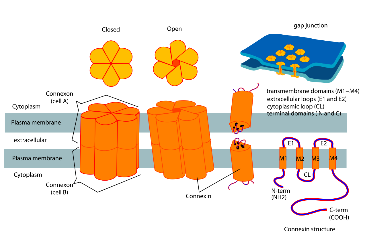 Gap junctions and connexin.