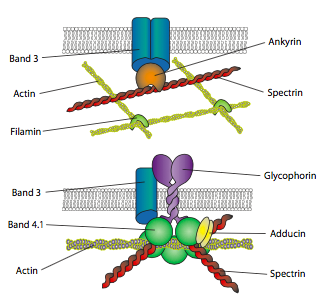 Interactions in an extensive actin filament network with transmembrane proteins