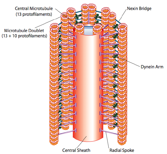 Partial (cutaway) diagram of an axoneme