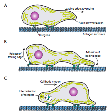 Microfilaments in cell crawling.