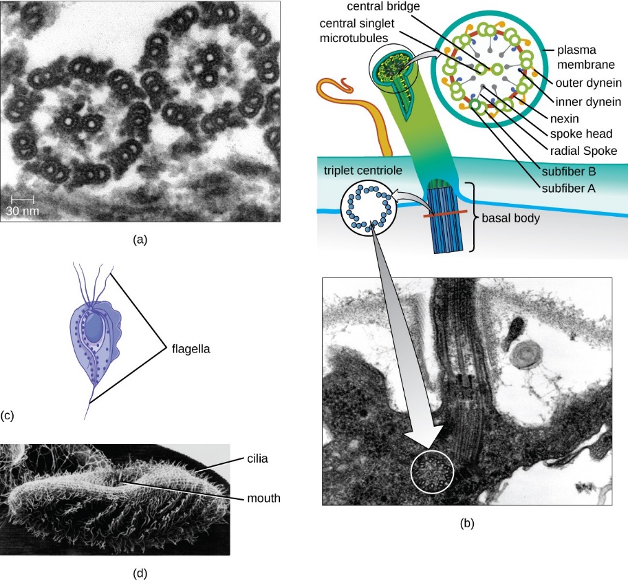 Eukaryotic flagella and cilia structure.