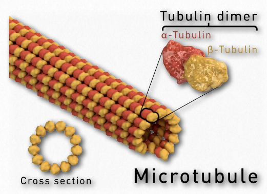 Microtubule structure.