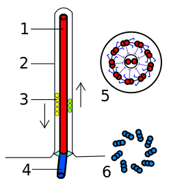 Eukaryotic flagellum.