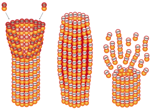 Microtubules and dynamic instability.