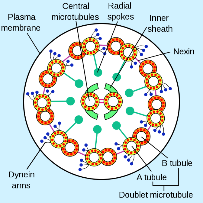 A cross section of an axoneme in a flagellum.