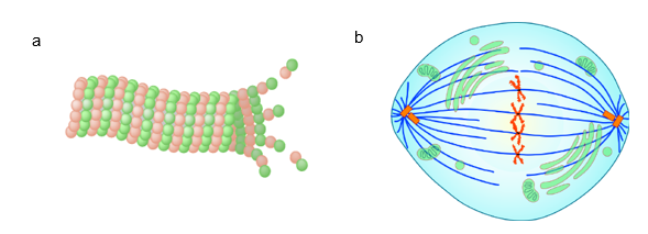 Microtubules and dynamic instability.