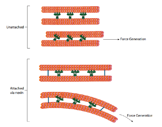 Nexin bridges and force generation.