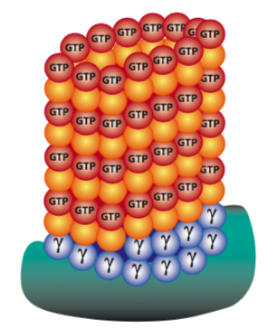 γ-Tubulin ring complex.