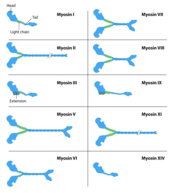 Myosin I through XIV.